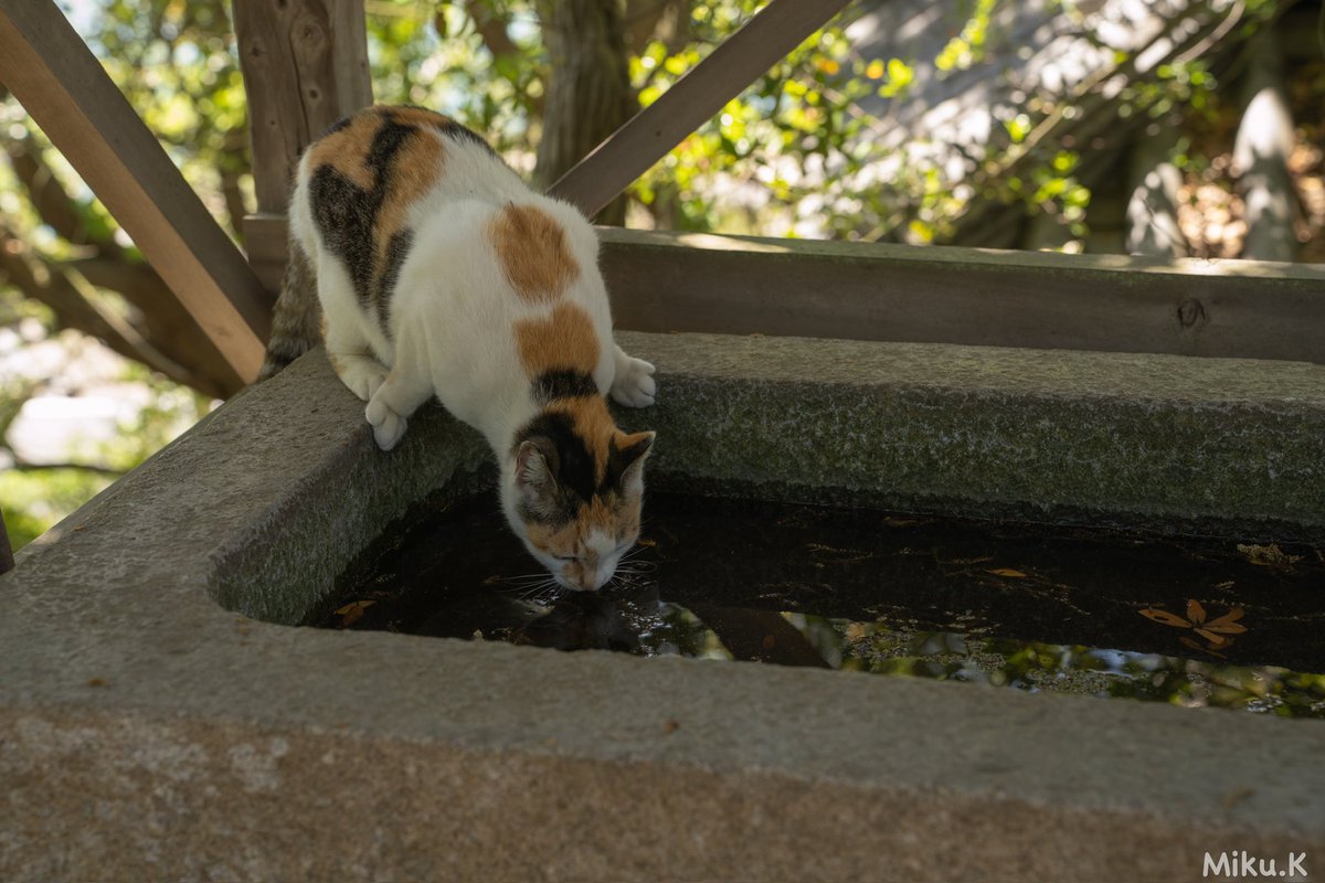 「水分補給はこまめに」

Camera  SONY a7R Ⅳ

#これソニーで撮りました 
#SonyAlpha 

#島猫 #男木島 #地域猫 #猫好きさんと繋がりたい𓏲𓎨 #キリトリセカイ #旅行好き #写真で奏でる私の世界