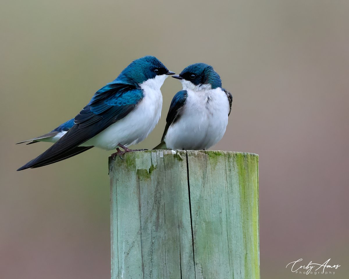Tree Swallows making some spring time plans. . ko-fi.com/corbyamos . linktr.ee/corbyamos . #birdphotography #birdwatching #BirdTwitter #twitterbirds #birdpics #BirdsofTwitter