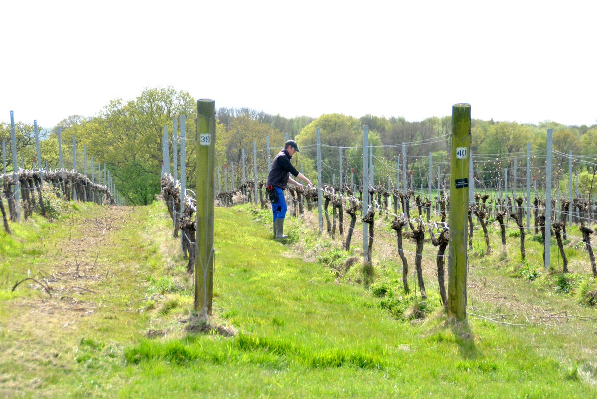 The buds are bursting at Woodchurch Vineyard! 🌱

Come and see the buds bursting. Visit us
woodchurchwine.co.uk/pages/visit-us

#budburst #kentwine #englishwine #englishvineyard #chardonnay #vineyard #spring2024