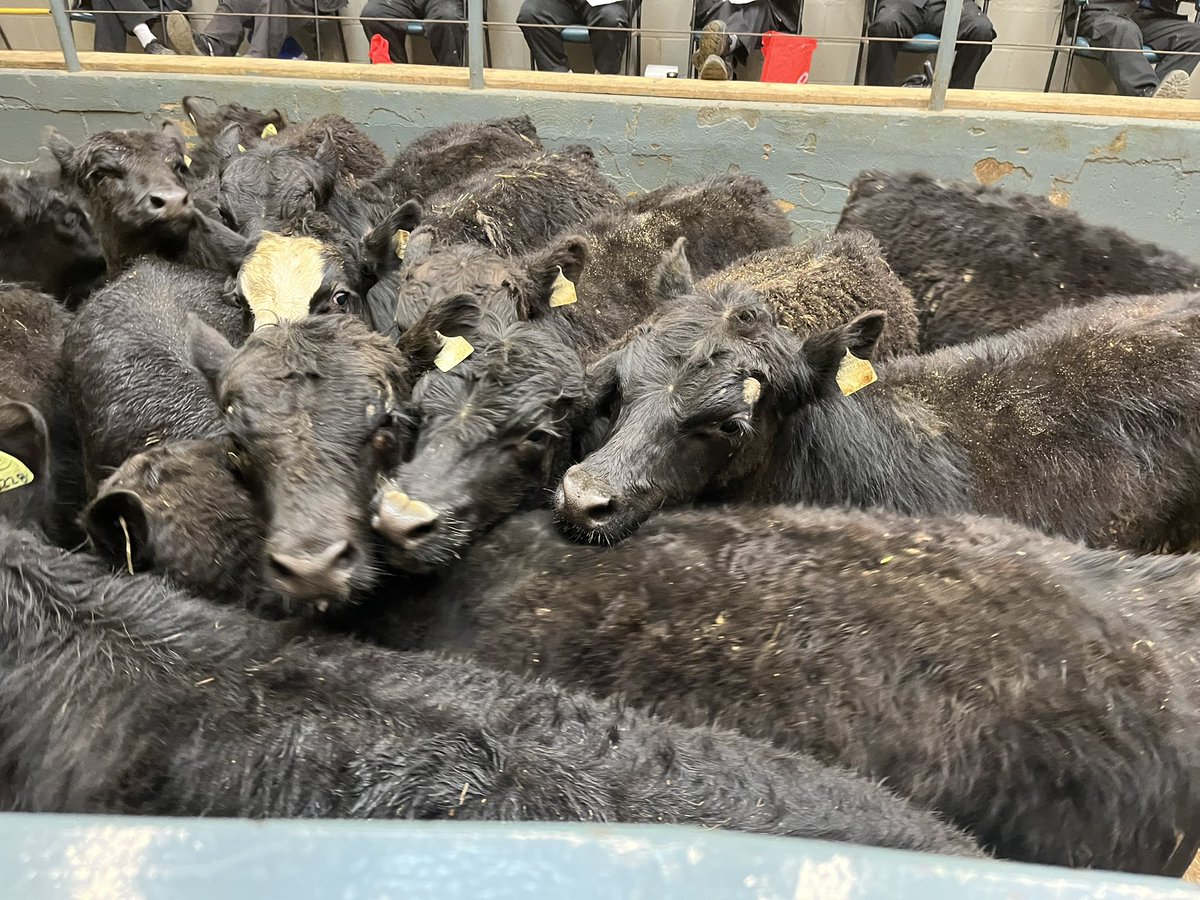 Ab Carroll (@carrollauctions) on Twitter photo Yesterday in Cookstown, a farmer from Bristol, Qc sent a cut of Black and Red <a href="/cdnangus/">Canadian Angus</a> <a href="/CAN_Hereford/">Canadian Hereford</a> cross steers to town!
33 strs x 706lbs x $406.75cwt
15 strs x 725lbs x $401.00cwt
5 strs x 691lbs x $403.00cwt
6 strs x 705lbs x $385.00cwt
#sellatauction #cookstown Yesterday in Cookstown, a farmer from Bristol, Qc sent a cut of Black and Red <a href="/cdnangus/">Canadian Angus</a> <a href="/CAN_Hereford/">Canadian Hereford</a> cross steers to town!
33 strs x 706lbs x $406.75cwt
15 strs x 725lbs x $401.00cwt
5 strs x 691lbs x $403.00cwt
6 strs x 705lbs x $385.00cwt
#sellatauction #cookstown