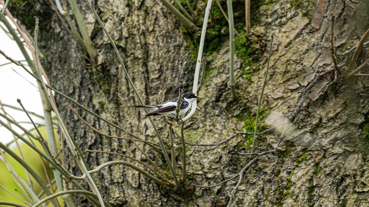 There's so many stunning birds this time year at #Longshaw. If you want to try and spot one of these, or any of the other fine feathered friends who call Longshaw their home, join us on 📅 Tues 7 May for our Early Morning Birdsong Walk 🔗tinyurl.com/59ntfx8m 📷Kev Dunnington