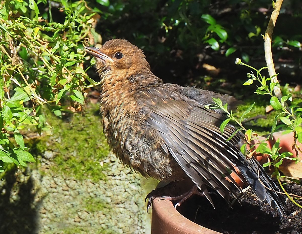 They learn fast. Young Blackbird doing what Blackbirds do....spreading those wings and sunbathing in the warm sunshine today.