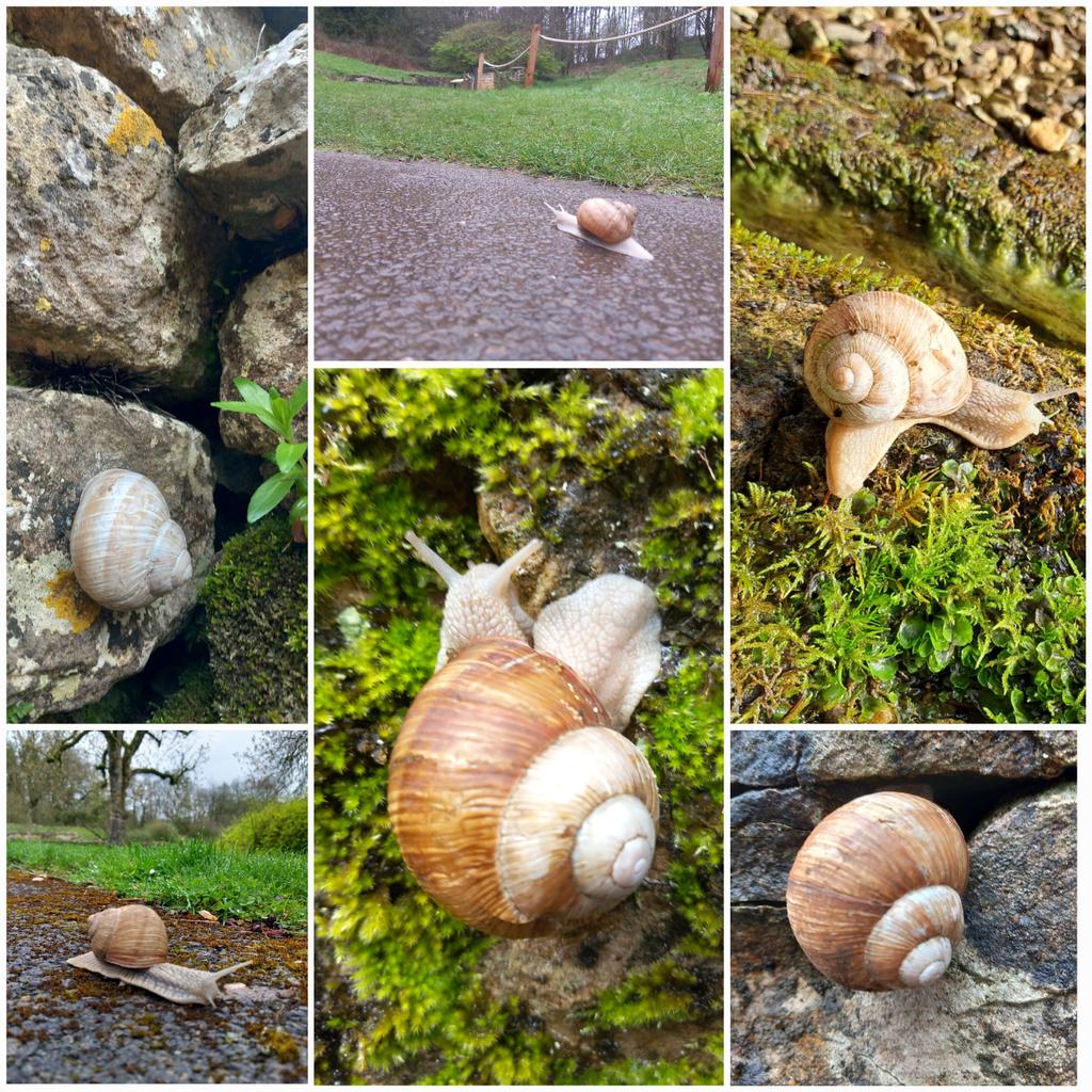 Chedworth's famous Roman snails have been out in great numbers this week. They have been sleeping on rocks, hanging out in the pilae room, sliding towards the nymphaeum, and greeting visitors at the entrance to the Villa. #nature #snail