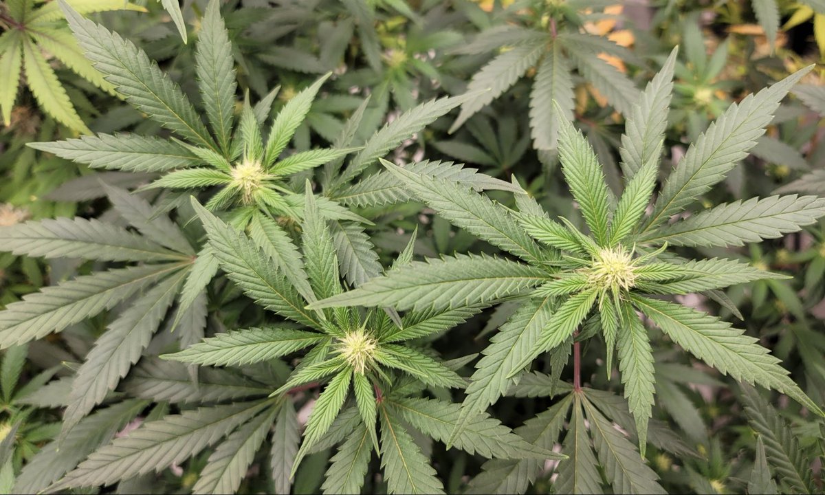 These Marijuana Companies Are Funding Florida's Legalization Ballot Campaign, New Records Show marijuanamoment.net/these-marijuan… #MME #marijuana #cannabis #Florida