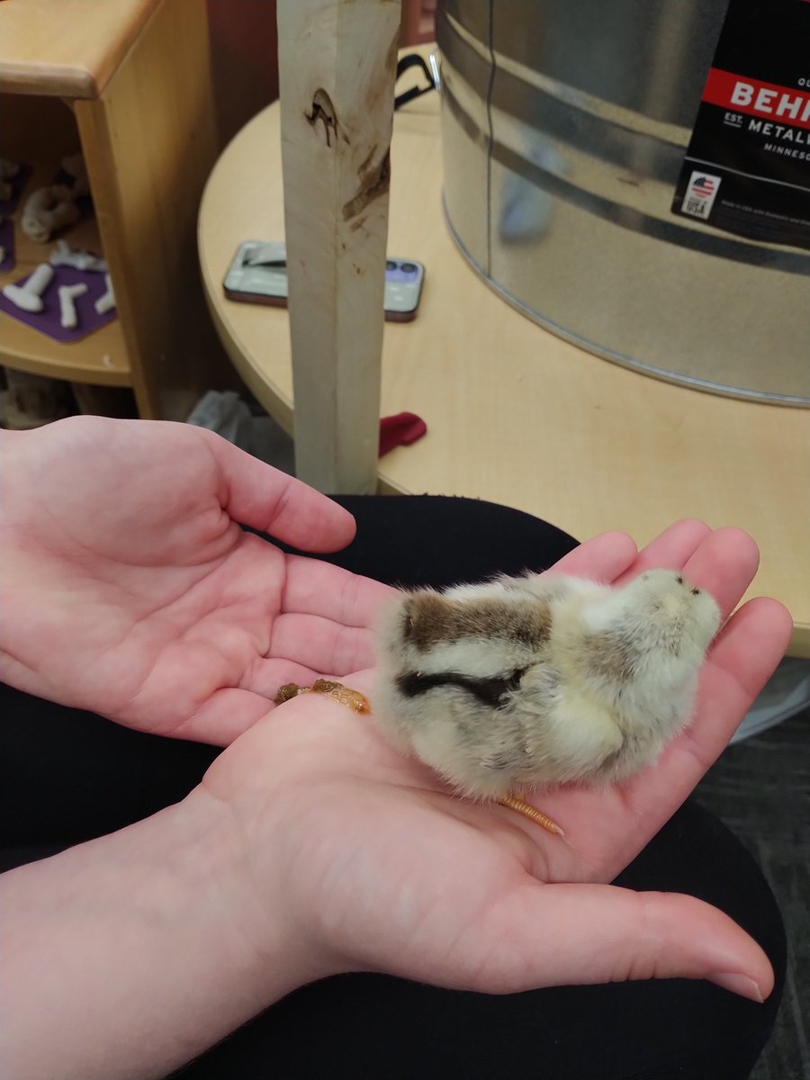 These two UNI students started the day holding a baby chick, but something didn't feel right!  😁
Today might be the last day to visit the baby chicks!  They need to go back to the farm soon!!  #stem #unipanthers #earlyeducation