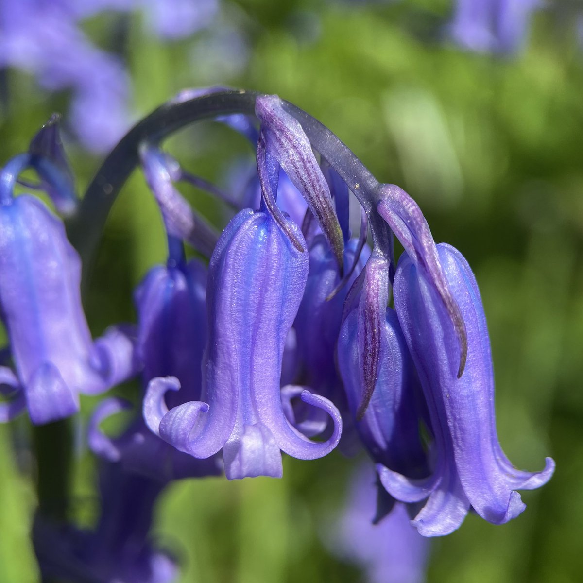 The Perivale Wood bluebells in Ealing looking fantastic this morning.

#FlowersOfTwitter #NatureBeauty