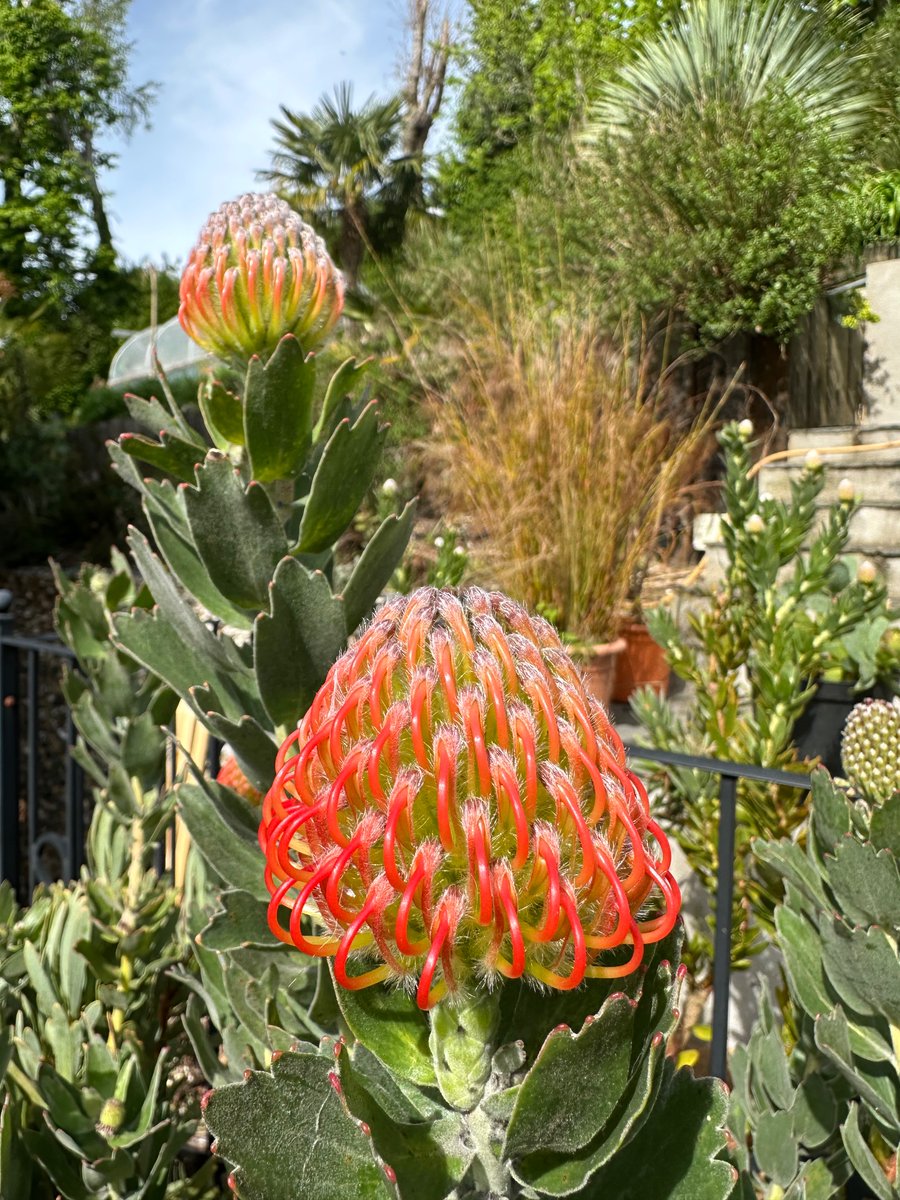 Leucospermum Red Ayoba getting into gear at home