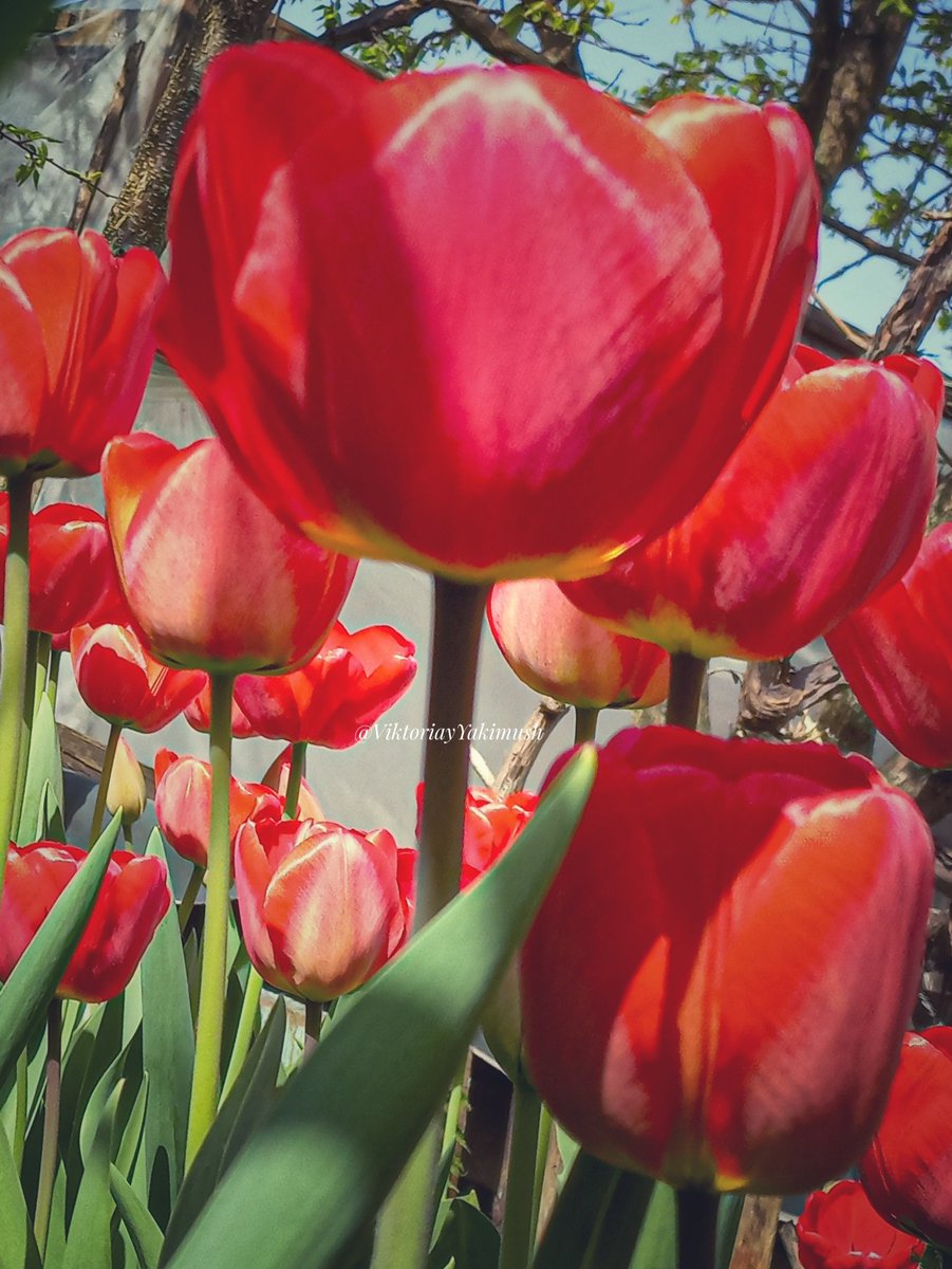 🌷🌷🌷🌷🌷🌷🌷🌷 #Flowers #FlowersOnFriday #tulips