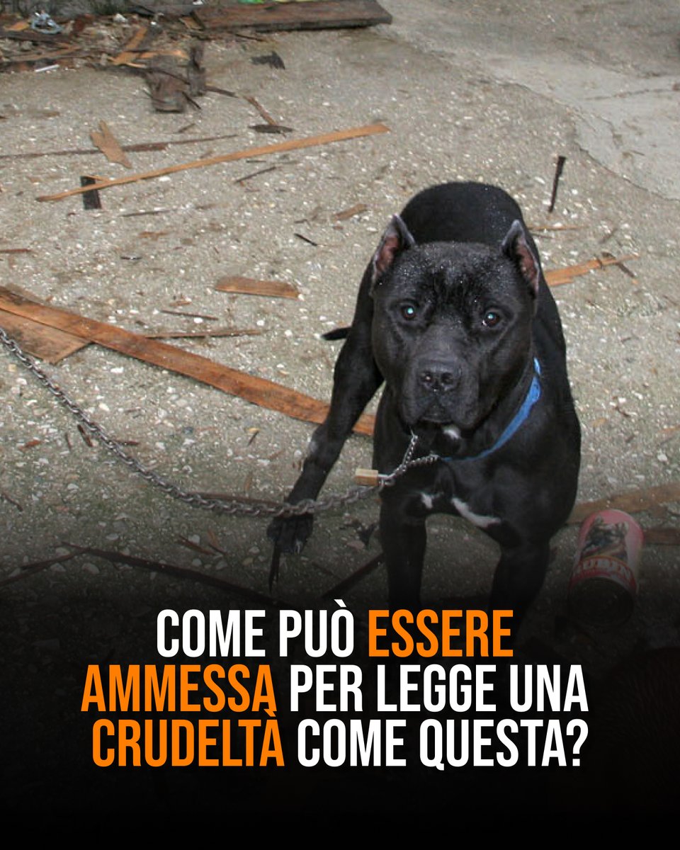 🟠La catena è una pratica crudele e pericolosa per gli animali! @EugenioGiani Presidente @regionetoscana ha firmato stop prevedendo però deroghe che lo rendono facilmente aggirabile! Noi chiediamo da tempo Legge nazionale che vieti chiaramente la detenzione di cani a catena!