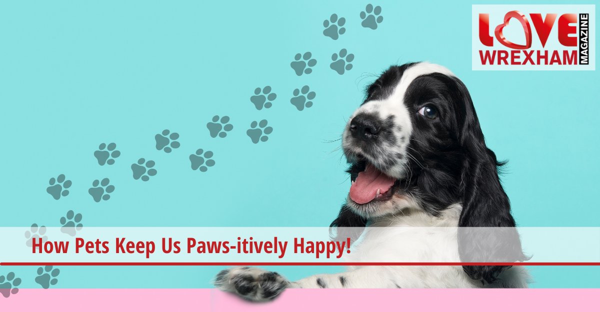 In a world filled with hustle and bustle, the company of a cheerful pet brings a sense of calmness amidst the chaos 🐾 Read more at: love-wrexham.com/2024/04/17/how… Interested in advertising with us? Take a look at love-wrexham.com/advertising/ra… 💻📱 @beastlythoughts @NWalesSocial