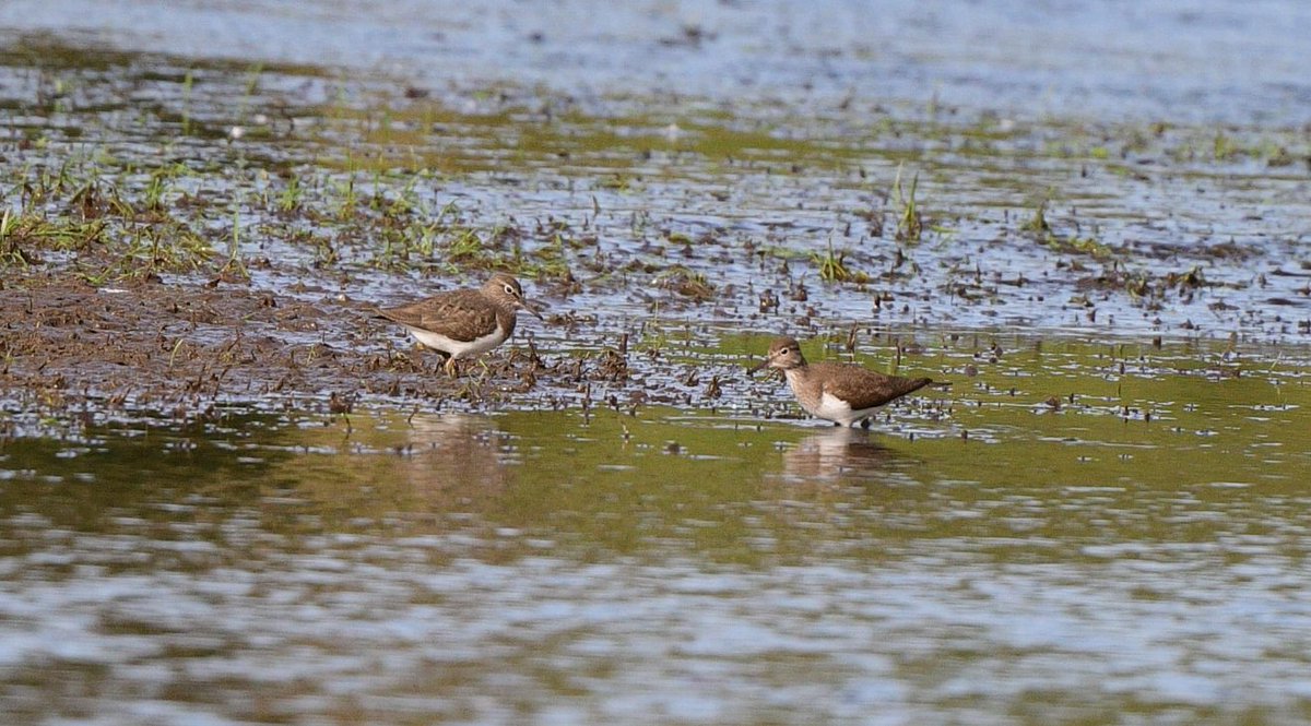 Pair of Common Sandpaper on the flooded #Northcroft field in #Newbury this morning. #birdsOfTwitter #birdphotography #birdwatching (Photo credit Dave Webster)