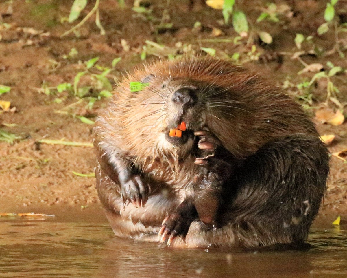 Iron in the beaver’s diet helps fortify their teeth, providing them with the strength to chop through tree trunks and branches. This high iron content also provides them with a distinctive orange hue to their gnashers. 📷 David White #AmazingNature