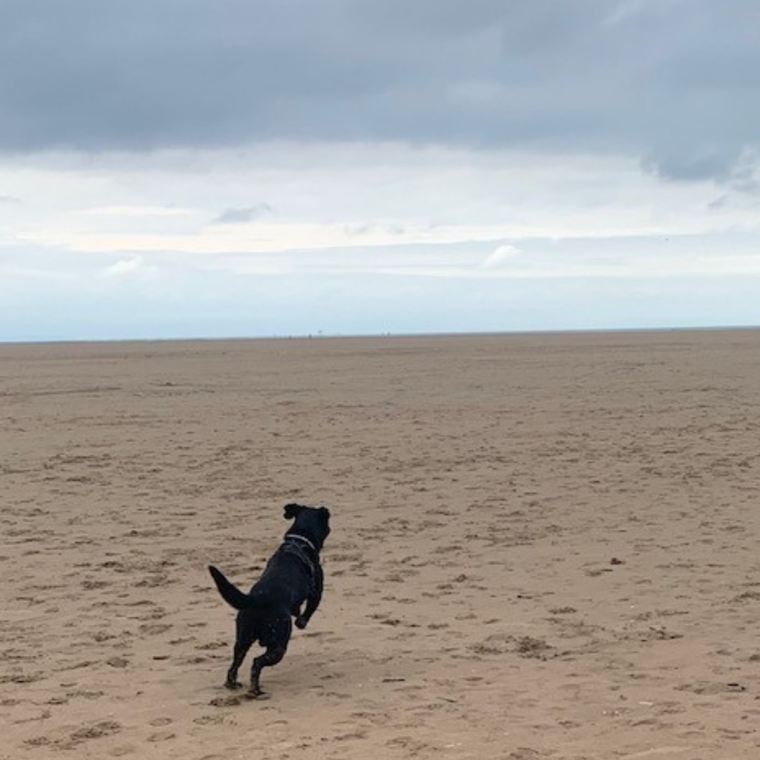 Dog number 3 of Furry Fridays is Charlie who is a bit of a poser! Charlie loves his teddy bear, toast, and taking long walks on the promenade. Charlie and his teddy bear will be avoiding the dog exclusion zone again this season. new.fylde.gov.uk/resident/dogs/… #FurryFriday