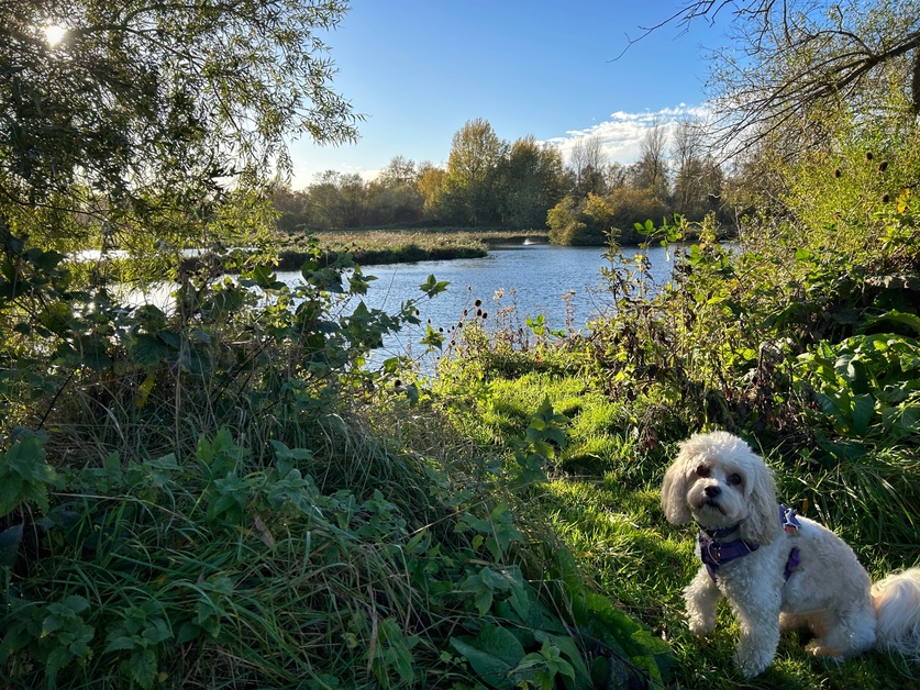 We love spring walks in the park with our four legged friends! Keep the park enjoyable for all by picking up after your dog and keeping them under close control by lead or good recall to avoid disturbing nesting birds and other visitors 🐶