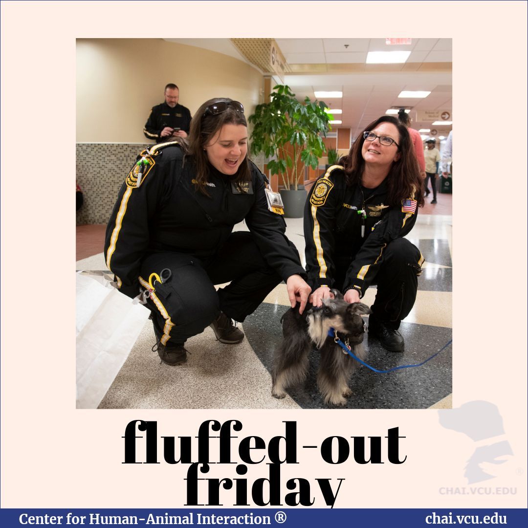 Wiley is a therapy dog for all! 

#fluffedoutfriday #dogsoncall #chai #vcu #vcuhealth #richmond #virginia #therapydogs #doglover #pettherapy #workingdog #therapy #doglife #RVA