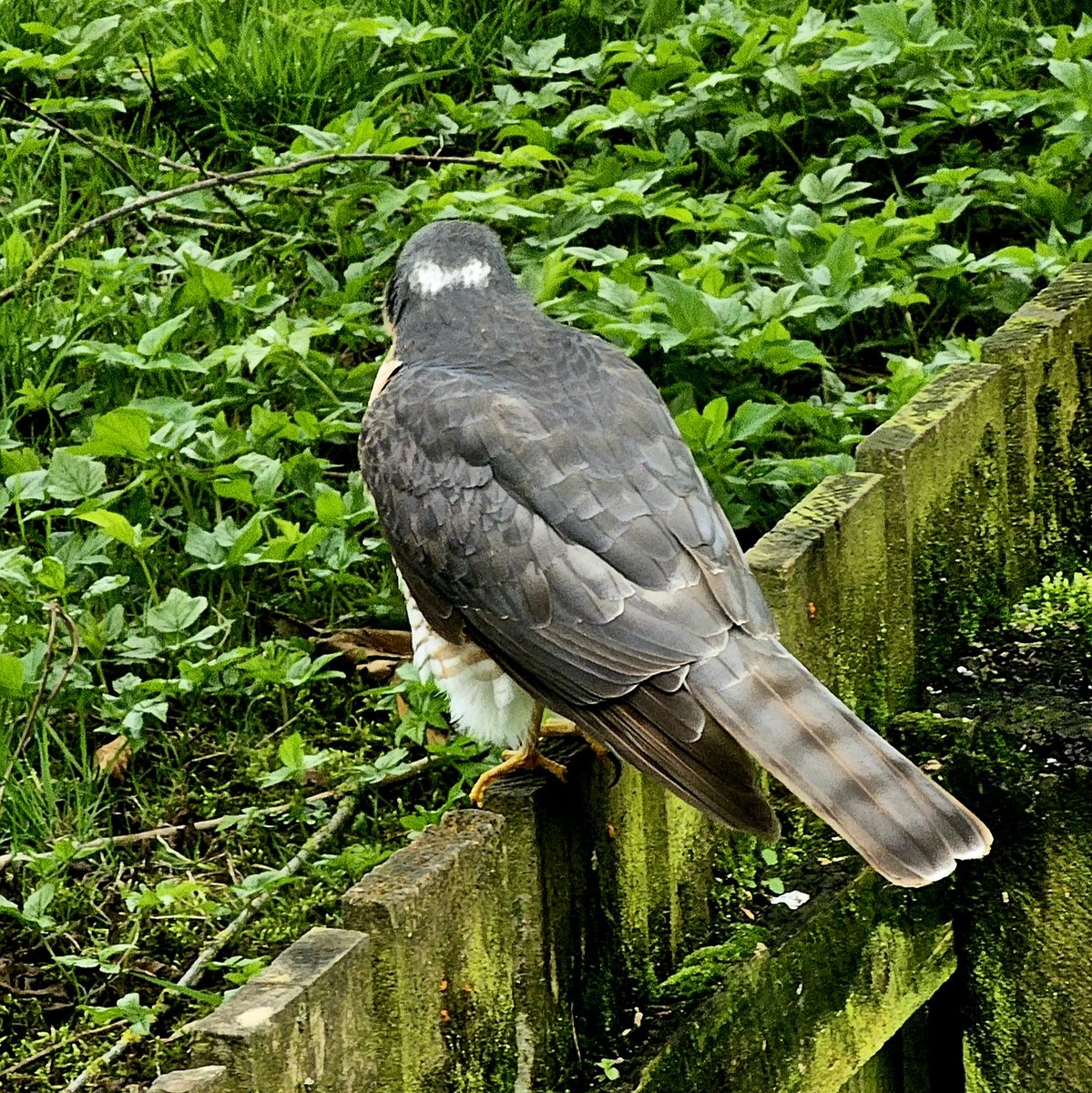 Just had this visitor in my garden. I think it's a Sparrowhawk but not 100% sure. Deadly yet beautiful. Those eyes! 😳 🤗
#TwitterNatureCommunity #LoveWildlife #Ayrshire #Scotland