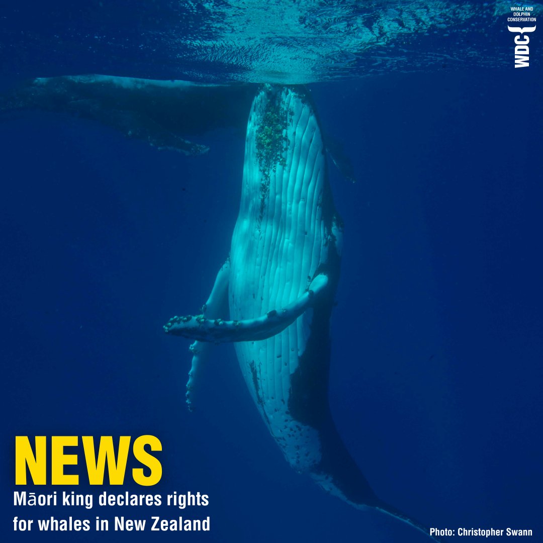 Amazing news! New Zealand's Māori king and other native leaders recognise whales a legal persons 👉ow.ly/LjE550RceSI