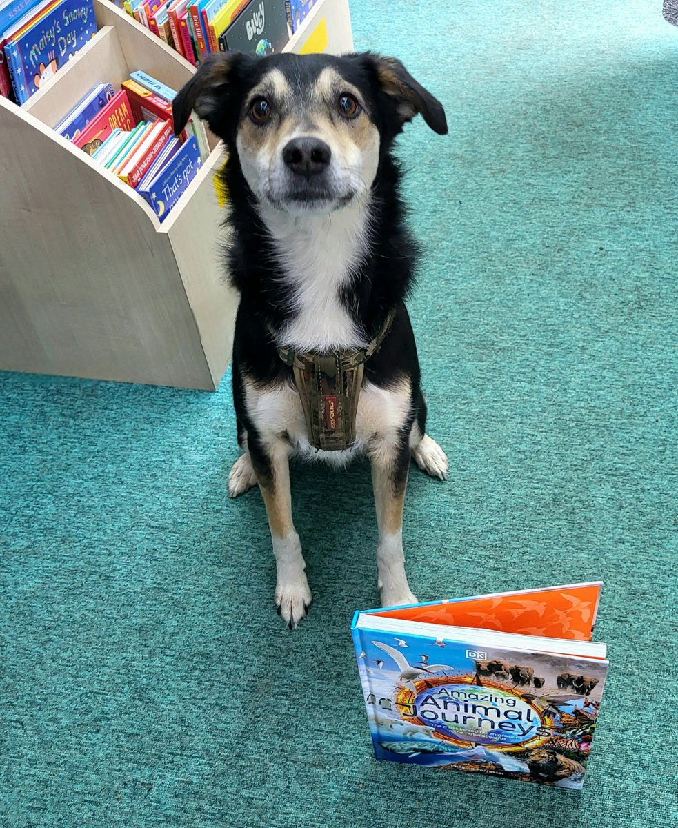 Our Mobile Library recently had a visit from Bramble, aged 3, a rescue dog from Romania. He came in to get his book Amazing Animal Journeys. Very appropriate considering his own journey. For details on Mobile stops and timetable see cwac.co/5mpwT
