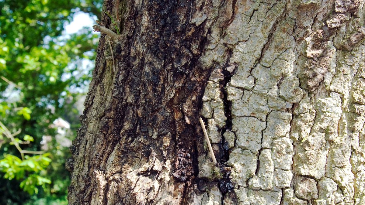 This month, Oak takes centre stage as part of our ongoing #HostOfTheMonth series 🌳 In his latest blog, Matt explains how to identify the species, tips on spotting signs of acute oak decline (AOD) and how to report them via #TreeAlert. Read the blog ⤵ ow.ly/Lkm150Re6TA