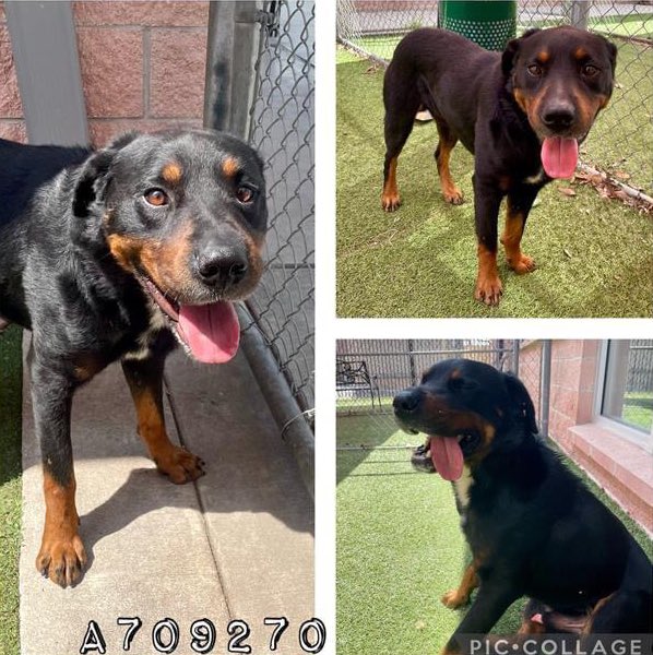 🆘 HANDSOME #ROTTWEILER DOG HORUS 🌟 #A709270 (3yo M, 56.8lb; hw-) IS TBK☠️ TODAY 4.12 BY SA ACS (#TX)‼️ 💕Quiet, shy, sweet, treat motivated, potty trained, nervous in kennel 🚨📝lethargic, mucopurulent nasal discharge:CIRD, infectious tracheobr, CDV ☎️2102074738 #PLEDGE 🙏🏼