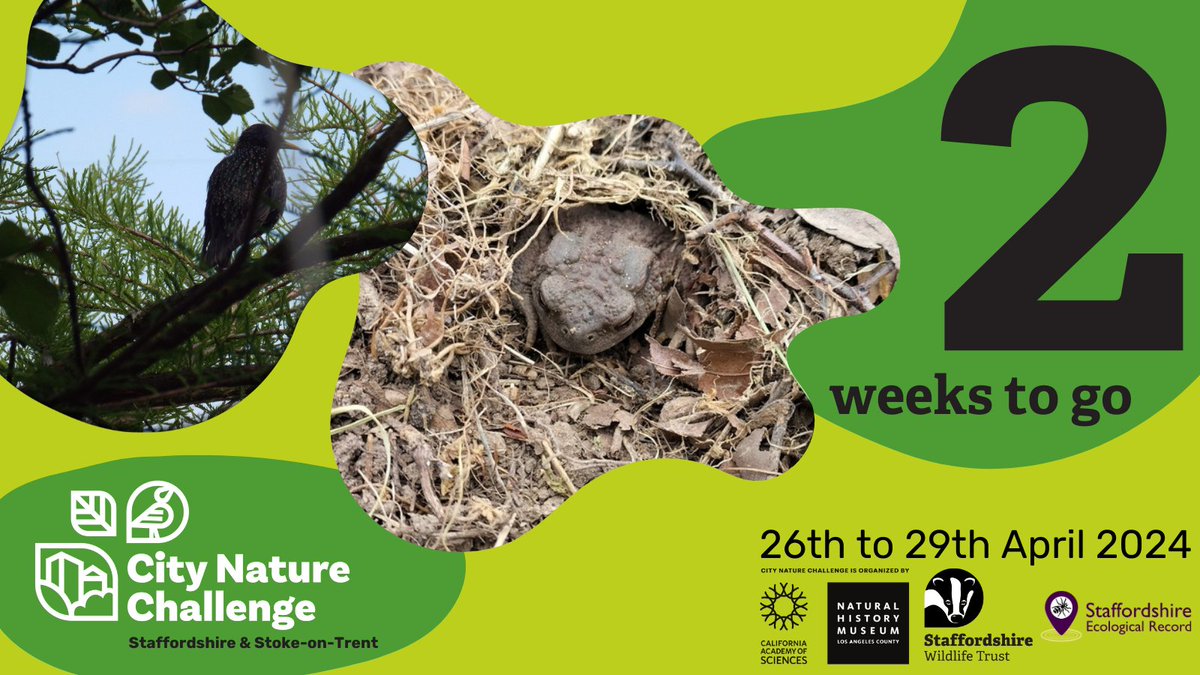 It's only 2 weeks until we start our second #CityNatureChallenge alongside 23 other areas in the UK, 26-29th April. If you live in Staffordshire or Stoke you can find more info on getting involved here: staffs-ecology.org.uk/city-nature-ch… @StaffsWildlife @PotteriesMuseum @citnatchallenge