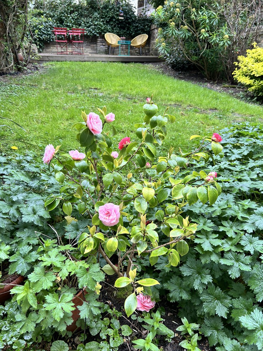 Started Friday morning hosting @Chikisarkar on @netcapglobal Among other things, we discussed the similarities between publishing and venture capital. Stay tuned for the episode! ** time for some writing in my garden!