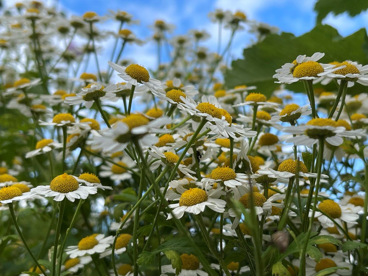 Enter our spring Seasons of Ealing photo competition and be in with a chance of winning cinema tickets, thanks to our sponsors Ealing Picturehouse! 📸 🍀 🐣 🌻 For details and how to enter, go to: orlo.uk/Fb8zh Picture of daisies in Walpole Park by Girannaz Lehri