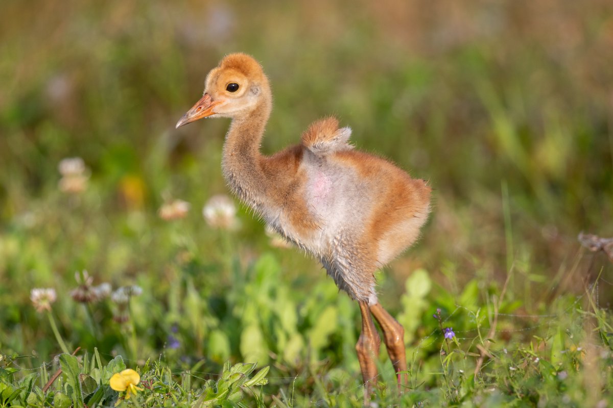 Can I fly yet? 2 week old Sandhill Crane colt testing out those little wings. #birdphotography #birdwatching #BirdsOfTwitter #birding