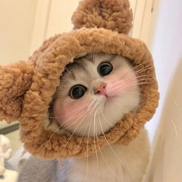 jeskagrecco's tweet photo. ✨ bom dia com gatinhos de touquinha ✨ https://t.co/fZM5HB8gMP