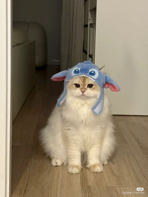 jeskagrecco's tweet photo. ✨ bom dia com gatinhos de touquinha ✨ https://t.co/fZM5HB8gMP