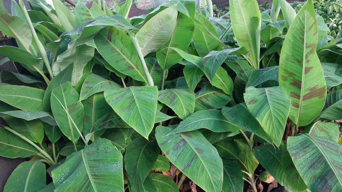 Plantain Bananas. Seedlings are now available. Reach us via: wa.me/c/254736096722