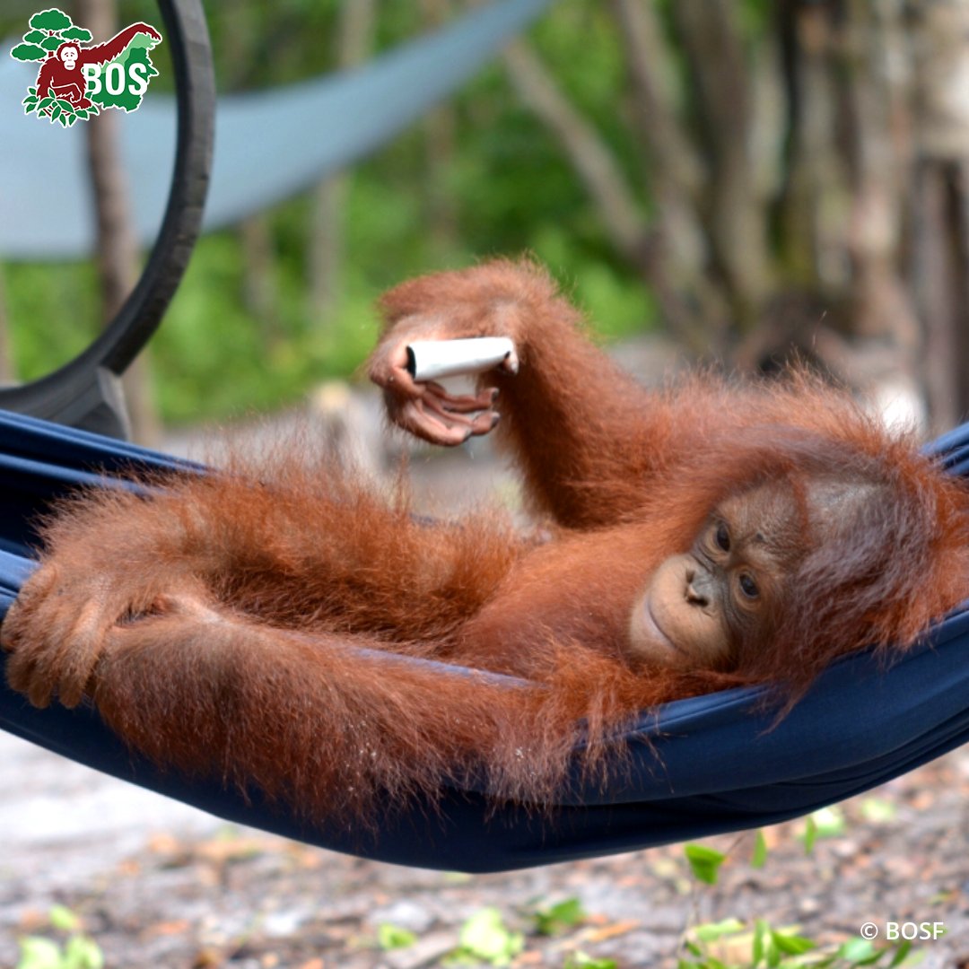 Whether lazing around or out and about, have a lovely weekend! #OrangutanJungleSchool #NotAPet 📷 of Cinta