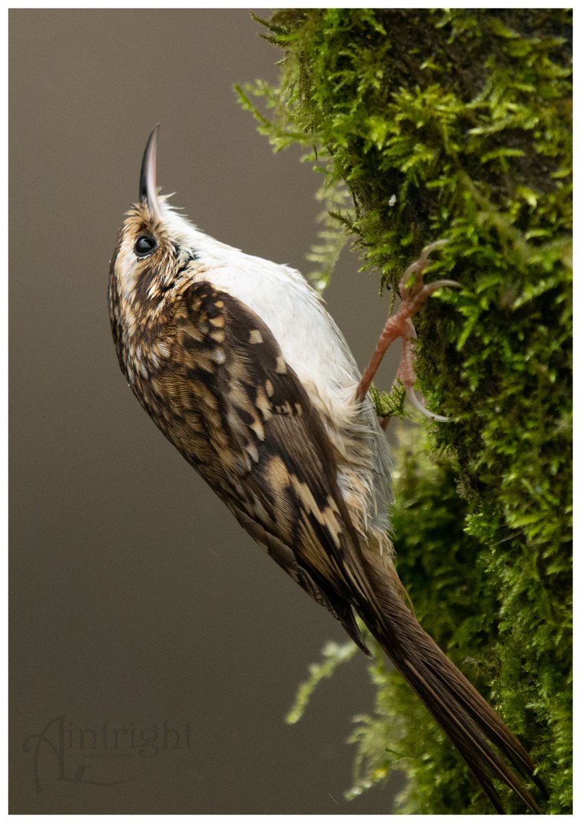 Favourite Friday. Terry the Treecreeper. #TwitterNatureCommunity #birdphotography #birds @Natures_Voice