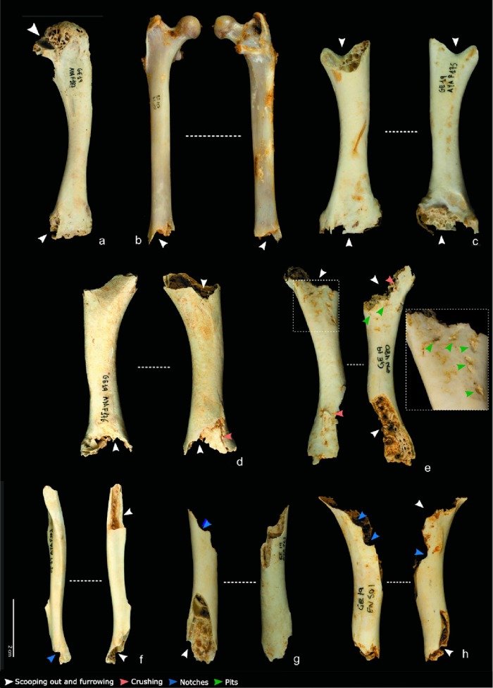 'An actualistic taphonomic model of human tooth marks on bone remains: A sample recovered in villages of continental Equatorial Guinea' by @PalmiraSaladie sciencedirect.com/science/articl…