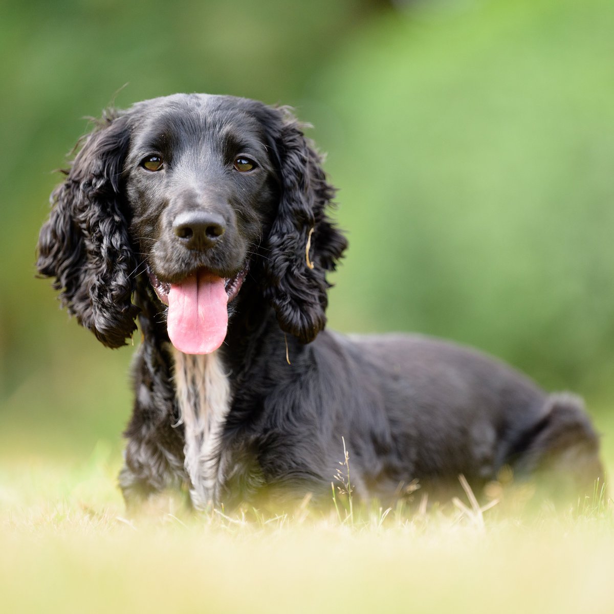 Are you a dog lover with deteriorating hearing or moderate hearing loss, and need to be alerted to sounds in your home? 🐶🐾

If so, a sound support dog might be right for you. 1/4

hearingdogs.org.uk/apply/sound-su…