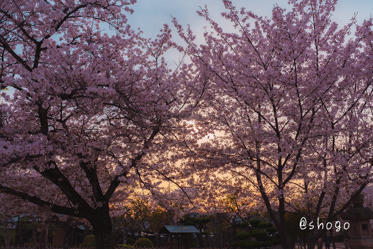 夕焼け色に 染まりつつある空を背景に・・・ #これソニーで撮りました #姫路城