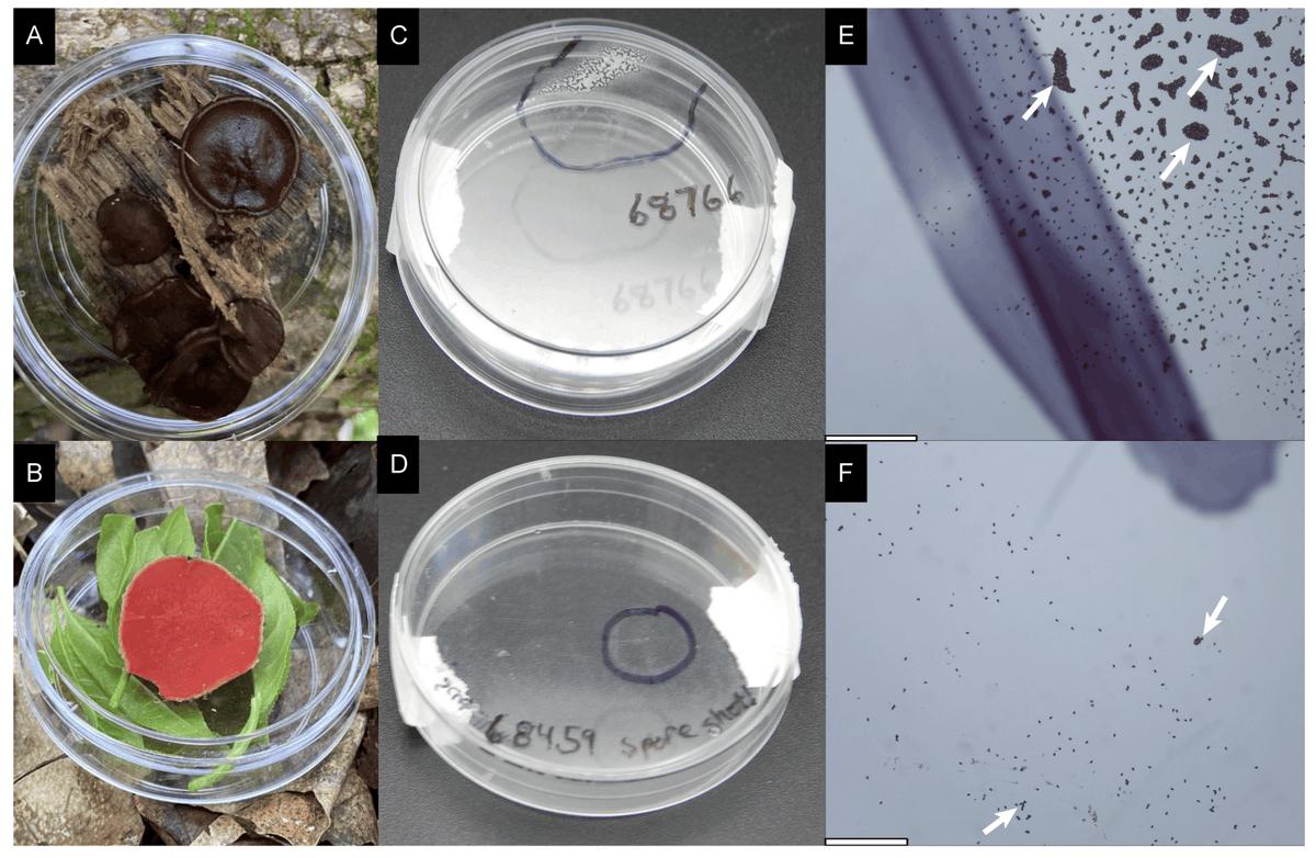 DiversityMDPI's tweet photo. 🍄Exciting Read Alert🔍

🌿Effective Field Collection of Pezizales Ascospores for Procuring Diverse Fungal Isolates

⚗️by Bonito et al
Article Views 769
#FungalEcology #FieldSampling #AscosporeCollection  #MycologicalResearch #BiodiversityConservation

🖇️https://t.co/Wr9b664Ljf https://t.co/zuIeI9ZPE6