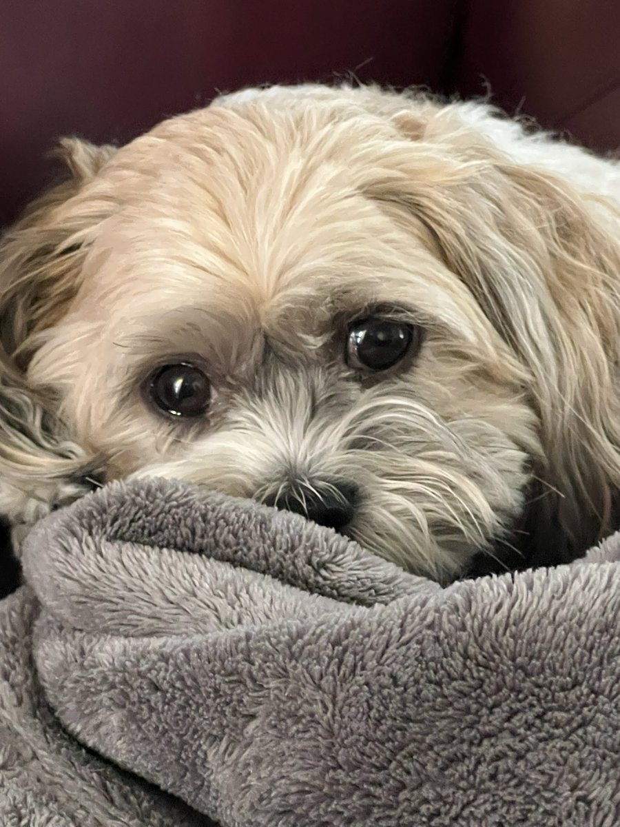 #NationalPetDay2024 #NationalPetDay