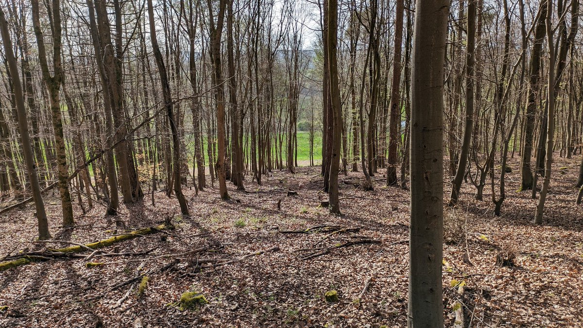 ogeerunner's tweet photo. A Birthday #SpottheSpaniel special. Easy one this. https://t.co/RMKCATZceR
