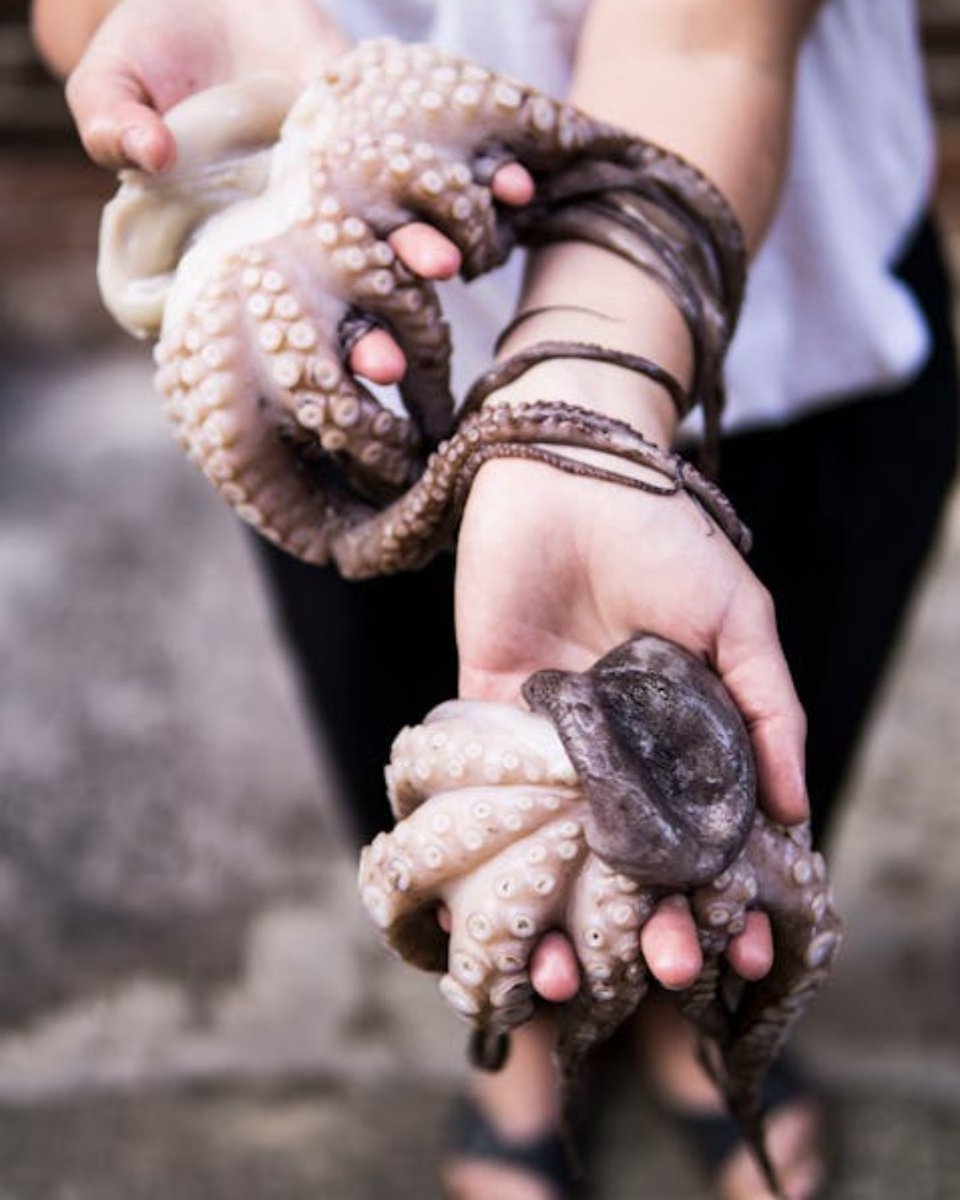 FindersHH's tweet photo. Weird Bequests: Here are 10 of the strangest items left in Scottish #wills - including an octopus 👉🏽 https://t.co/8iNC15qtOv https://t.co/yY1WElBAa4