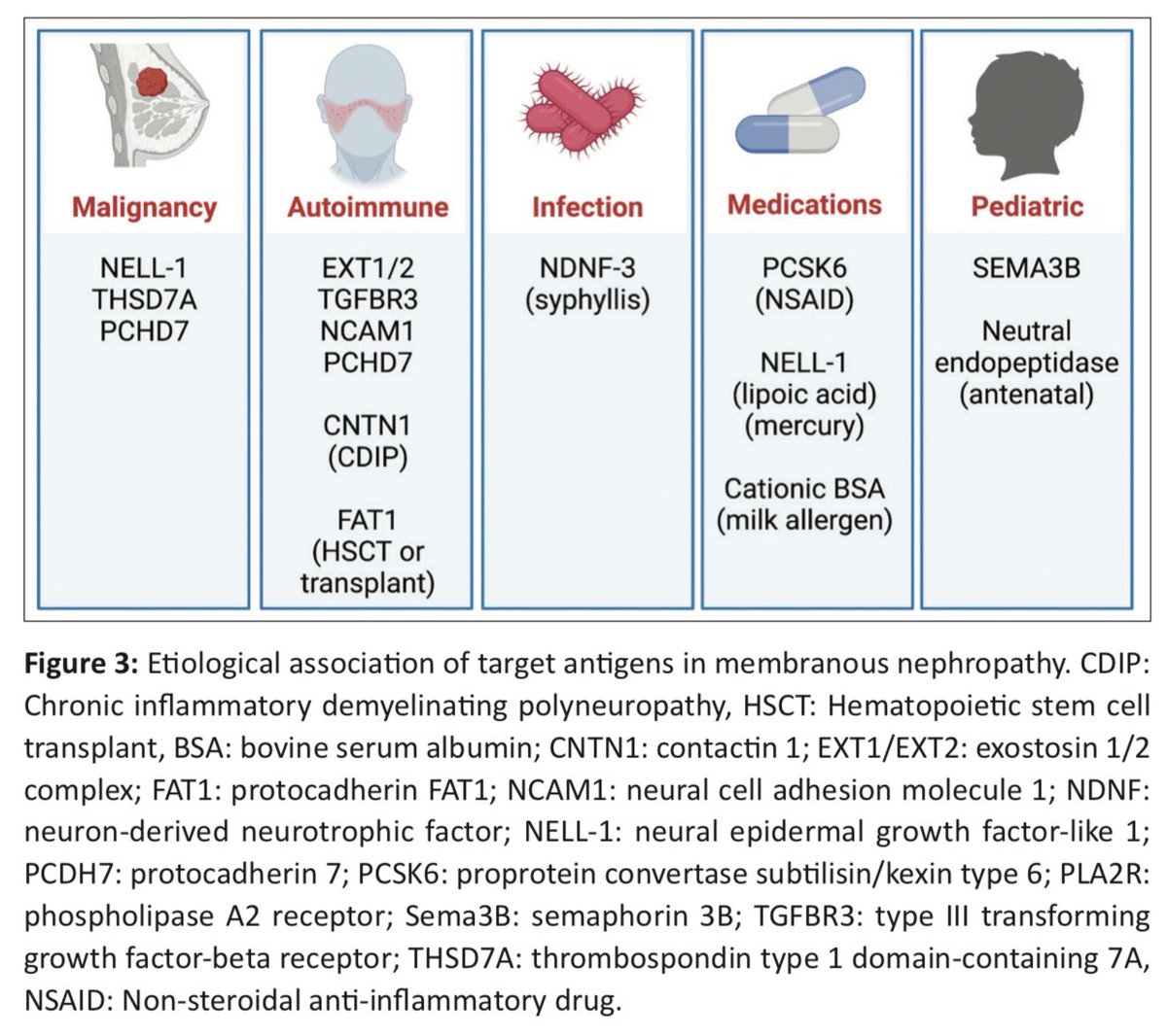 edgarvlermamd's tweet image. Updated Review of Membranous Nephropathy ca. 2024 from @indianjnephrol @OrhanEfe_ @nikkonephro @AnandhUrmila @NWiegley @GlomCon #Nephpearls

👉🏼 indianjnephrol.org/an-updated-rev…