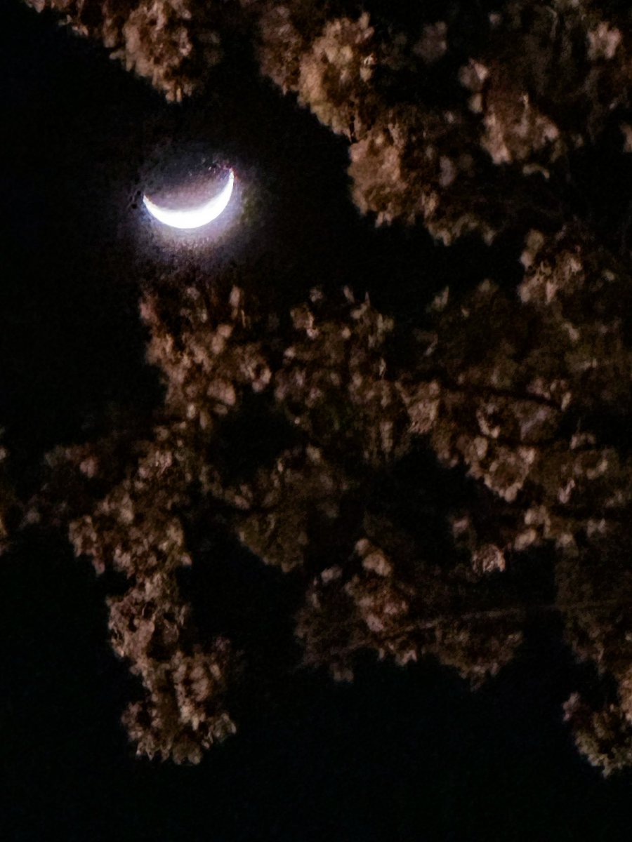 南座から見える月がこれで泣いちゃった……

我らが別れに相応しい
見目麗しき三日月じゃな😭