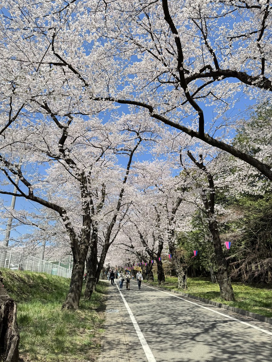 housingtrust's tweet photo. 赤城南面千本桜で満開の桜🌸を観てきました😊
#赤城南面千本桜 https://t.co/lHNrkioU9m