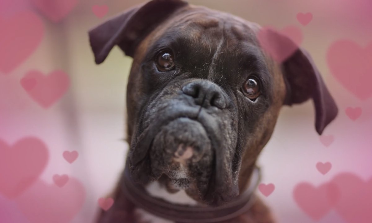 WHAT DOING?   Moosey has been very busy dog lately, and can confirm there is going to be MORE NEW MOOSE!   me is chasing my tail with joy!
Will debut during Ant &amp; Dec on ITV tellybox on Saturday night - looking forward to my Dogscar nomination!
MOOSE LOVES YOU!!