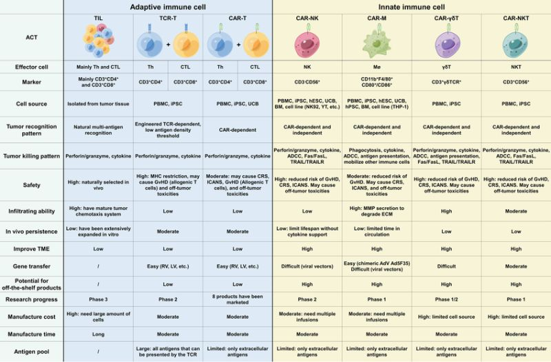 Categorizing Immunotherapy

Tumour-Infiltrating Lymphocytes (TIL)
T Cell Receptor-Engineered T cells (TCR-T)
Chimeric Antigen Receptor T cells (CAR-T)
Chimeric Antigen Receptor Natural Killer cells (CAR-NK)
Chimeric Antigen Receptor Macrophages (CAR-M).
Chimeric Antigen Receptor…