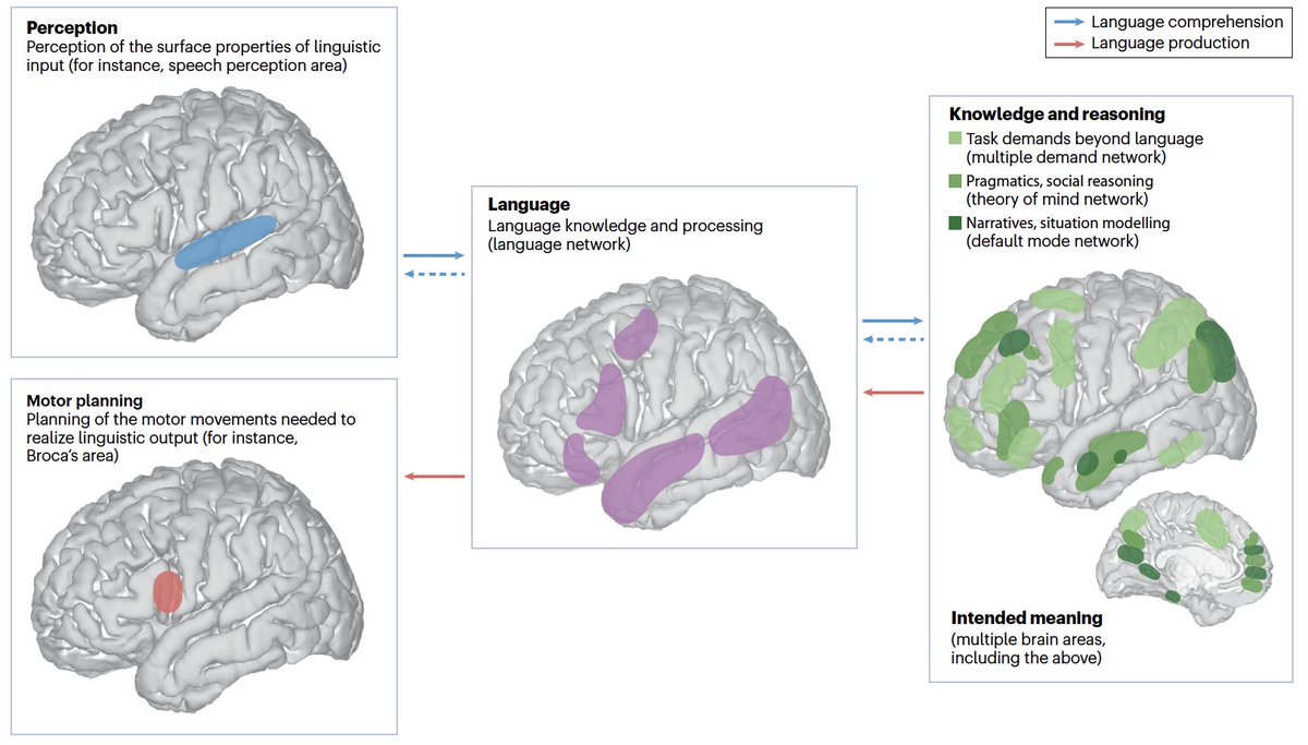 TLDR: The🧠language network is distinct from i)perceptual+premotor lang-relev. mechanisms (eg,speech perception+Broca’s articulation areas)—selective for ling inputs/outputs but insensitive to meaning; and ii)systems of thought—important for language use but not lang-specific.2/n