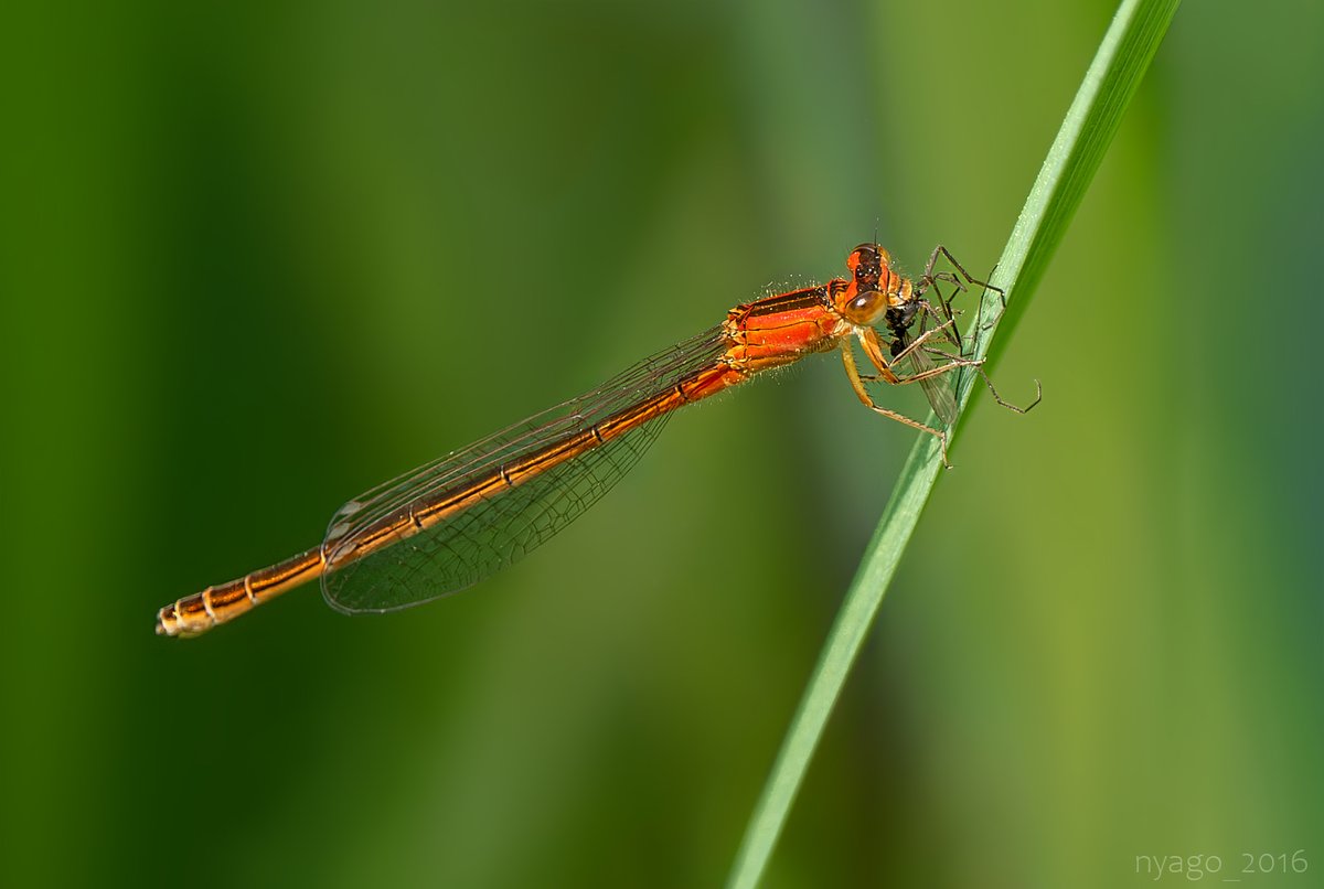 今日の #トンボ さん、今季お初♪
お食事中でした～
#アジアイトトンボ (♀未成熟) #イトトンボ #damselfly #トンボ #dragonfly #虫 #昆虫 #insect #捕食 #predation