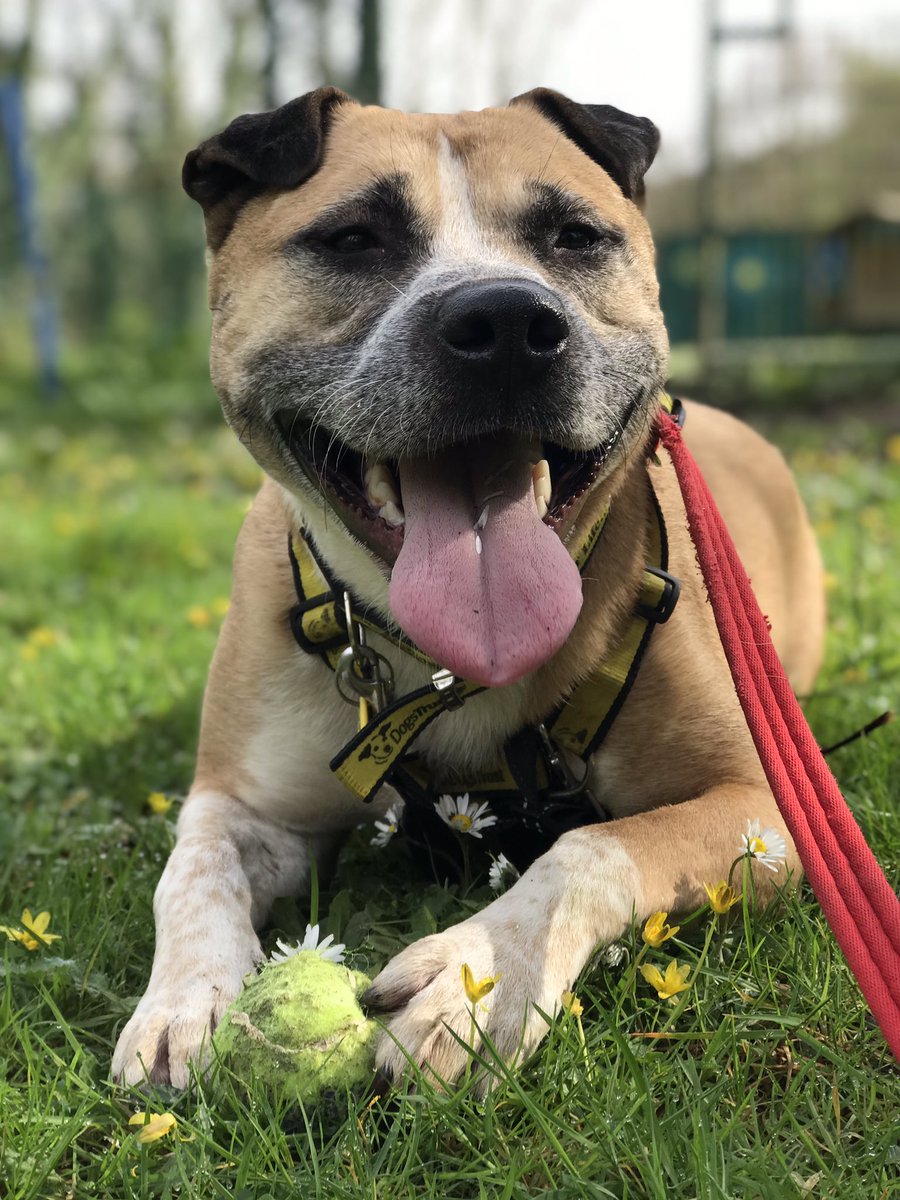 Who else enjoyed a nice walk in the sunshine ☀️ this morning? No rain in the forecast today. Feels like #Spring @DogsTrust #Ilfracombe, yay! 💛 AMBER a 5-year-old Akita laying on the fresh grass. She is looking for a home. dogstrust.org.uk/rehoming/dogs/… 🏡 #ADogIsForLife #AdoptADog 🐾