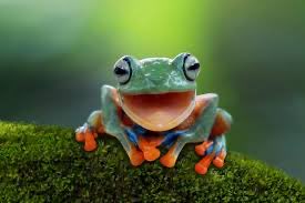 Yippee, it’s Friday. Enjoy your day. 🐸