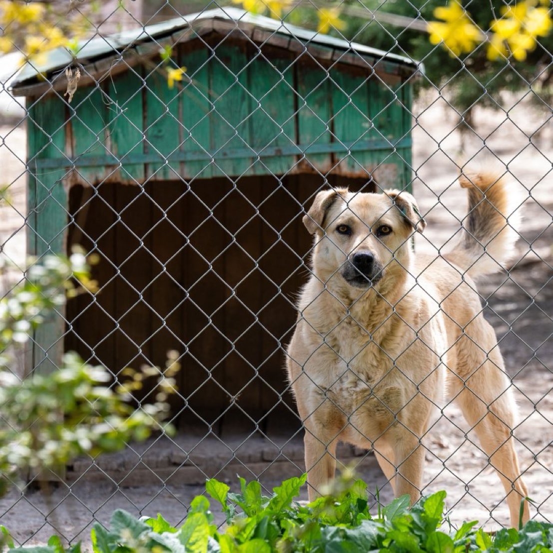 Ankara'nın Gölbaşı ilçesinde müstakil evinin bahçesinde 180 köpeğe bakan Gökçen Yıldız'a köpeklerin gürültü yaptığı gerekçesiyle 1 milyon 731 bin lira para cezası kesildi.